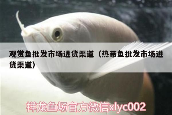 龍魚批發市場進貨渠道在哪：在龍魚批發市場尋找進貨渠道是創業者必須面對的挑戰