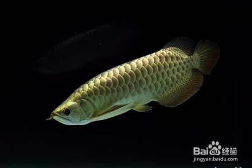 什么樣的金龍魚好看（好看的金龍魚應該具有較大的體型、閃閃發光的鰭、閃亮有神） 什么樣的金龍魚好看（好看的金龍魚應該具有較大的體型、閃閃發光的鰭、閃亮有神） 龍魚百科 第5張