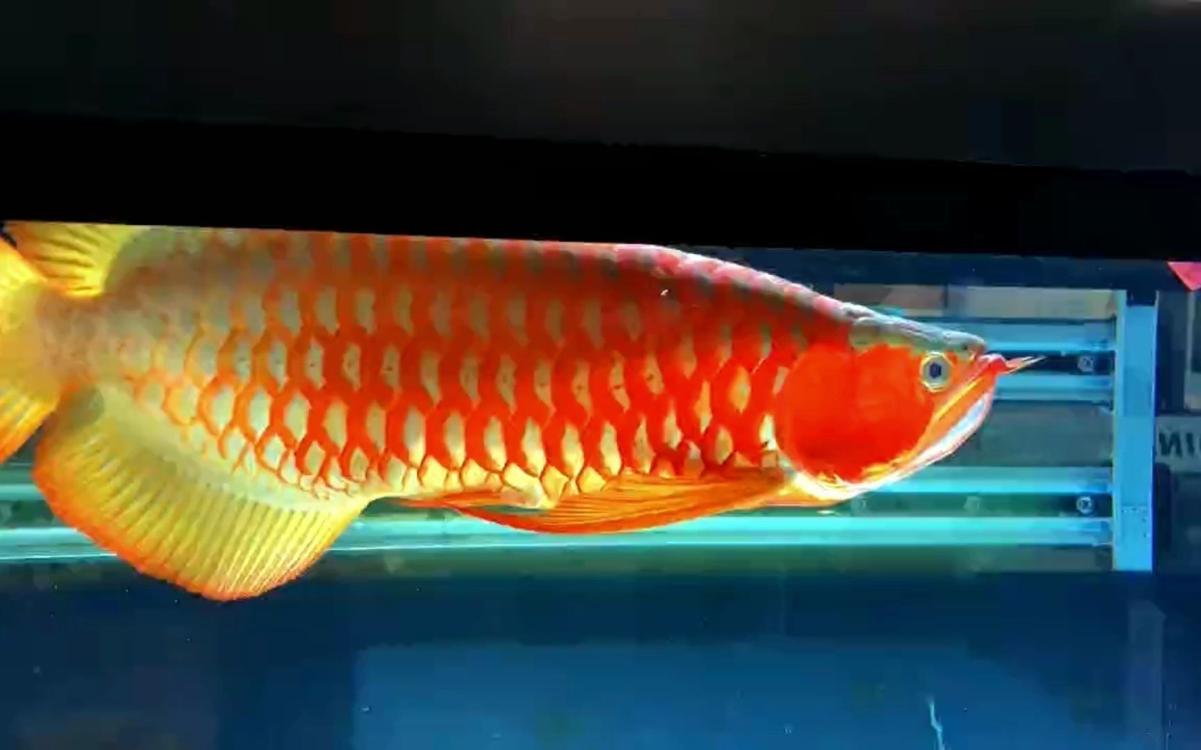 龍魚等級區分圖解（龍魚品級鑒定技巧，如何挑選優質龍魚）