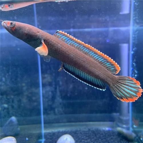 雷龍魚(yú)品種大全圖鑒
