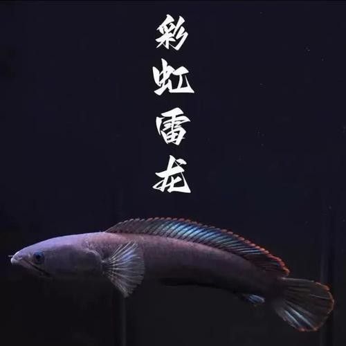 雷龍魚(yú)品種大全圖鑒