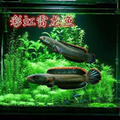 雷龍魚品種大全圖鑒