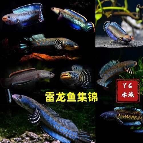 雷龍魚品種大全圖鑒