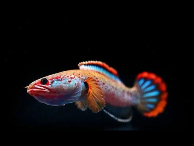 雷龍魚品種大全圖鑒