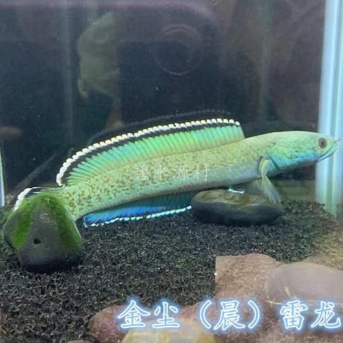 雷龍魚品種大全圖鑒