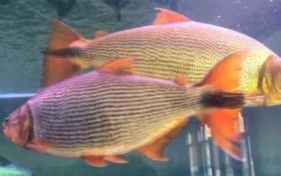 紅尾平克魚適宜水溫范圍，紅尾平克魚最佳飼養環境，紅尾平克魚混養注意事項