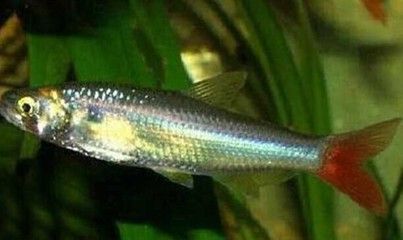 紅尾平克魚適宜水溫范圍，紅尾平克魚最佳飼養環境，紅尾平克魚混養注意事項