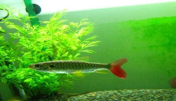 紅尾平克魚適宜水溫范圍，紅尾平克魚最佳飼養環境，紅尾平克魚混養注意事項