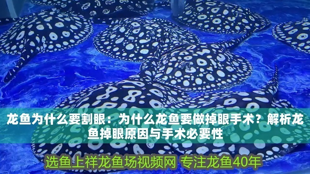 龍魚為什么要割眼：為什么龍魚要做掉眼手術？解析龍魚掉眼原因與手術必要性 龍魚為什么要割眼：為什么龍魚要做掉眼手術？解析龍魚掉眼原因與手術必要性 龍魚百科 第1張