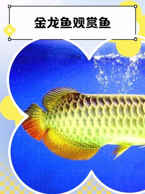 最漂亮金龍魚圖片