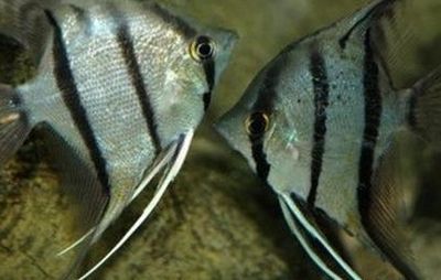 龍魚缸造浪泵位置怎樣擺放：龍魚缸加造浪泵好不好用？全面解析造浪泵的作用與選擇