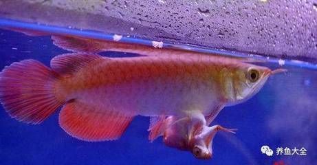 龍魚至少需要多大的魚缸才能養：養龍魚需要一個多大的魚缸？