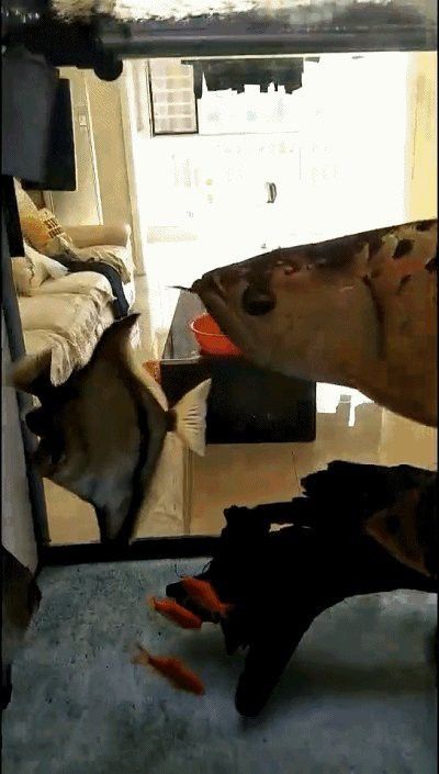 給龍魚做手術用什么藥水 給龍魚做手術用什么藥水 龍魚百科 第1張