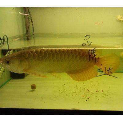 金龍魚繁殖方式：金龍魚幼魚喂養注意事項金龍魚幼魚喂養注意事項 金龍魚繁殖方式：金龍魚幼魚喂養注意事項金龍魚幼魚喂養注意事項 龍魚百科 第4張