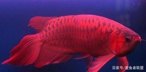 紅龍魚用什么燈光照射最好：紅龍魚燈光照射的最佳實(shí)踐紅龍魚燈光照射的最佳實(shí)踐 紅龍魚用什么燈光照射最好：紅龍魚燈光照射的最佳實(shí)踐紅龍魚燈光照射的最佳實(shí)踐 龍魚百科 第5張