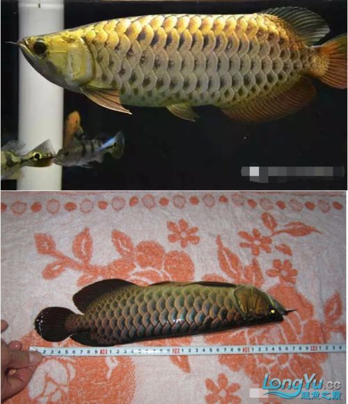 龍魚(yú)蝕鱗圖片
