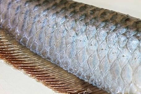 龍魚(yú)蝕鱗圖片