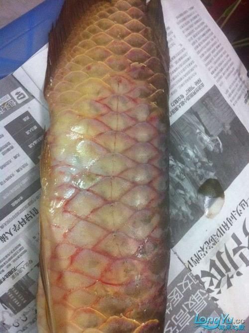 龍魚(yú)蝕鱗圖片