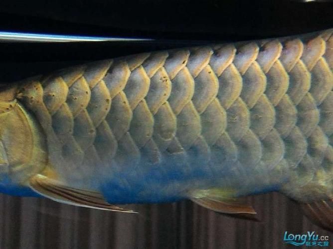 龍魚(yú)蝕鱗圖片