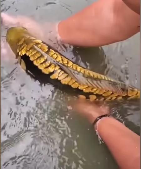 龍魚(yú)蝕鱗圖片