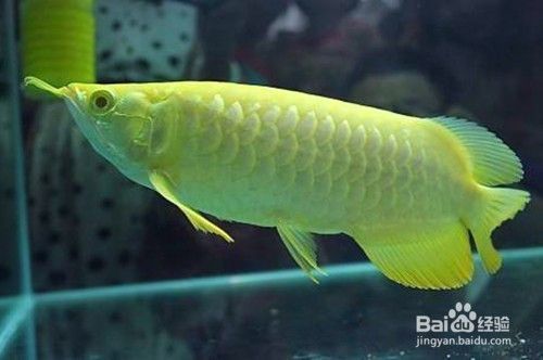 養銀龍魚技巧：養銀龍魚有哪些技巧？
