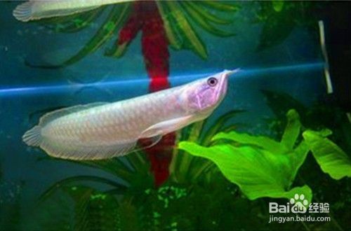 養銀龍魚技巧：養銀龍魚有哪些技巧？