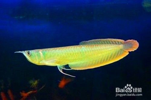 養銀龍魚技巧：養銀龍魚有哪些技巧？