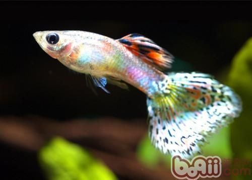 孔雀龍魚介紹和特點是什么（關于孔雀龍魚的介紹和特點） 孔雀龍魚介紹和特點是什么（關于孔雀龍魚的介紹和特點） 龍魚百科 第5張