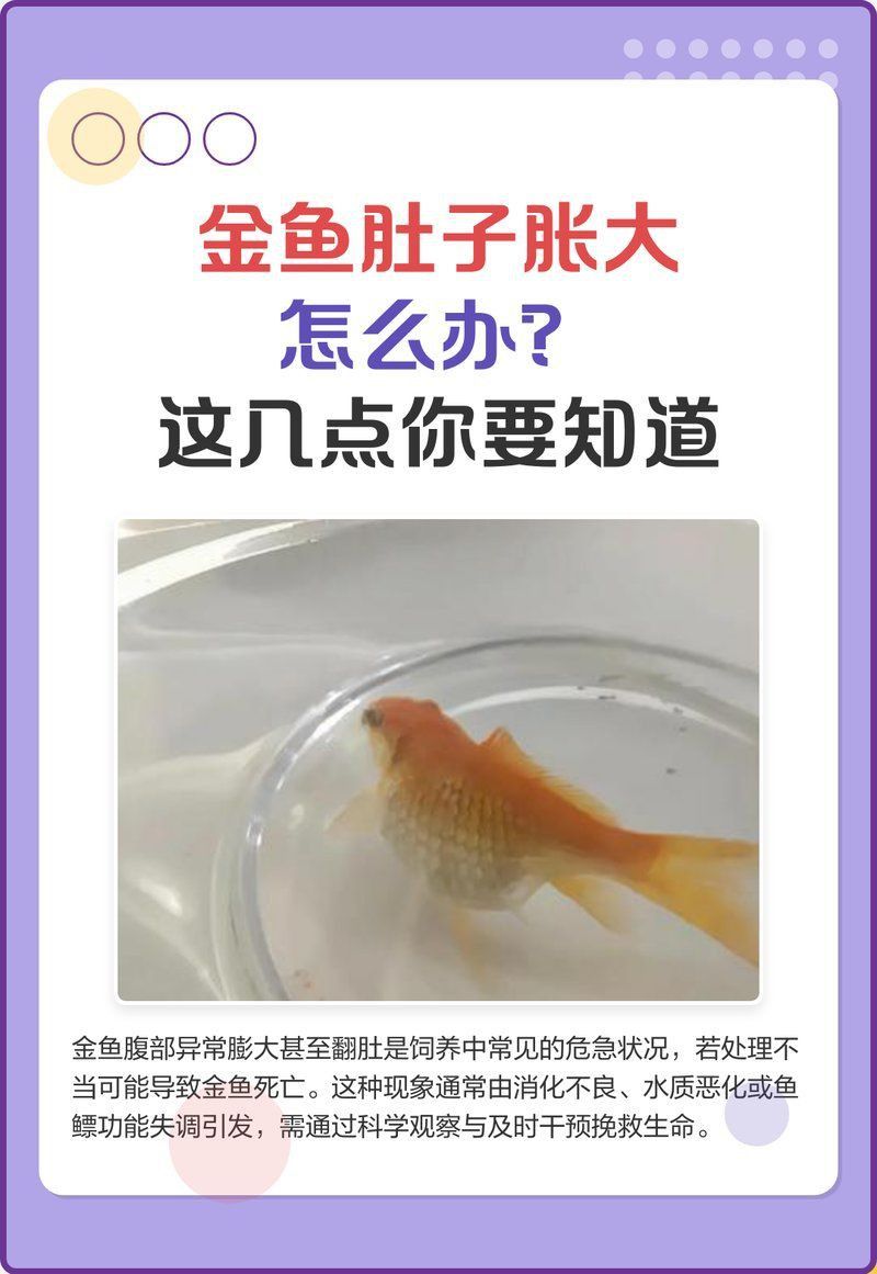 金魚大肚子是懷孕了嗎 金魚大肚子是懷孕了嗎 龍魚百科 第19張