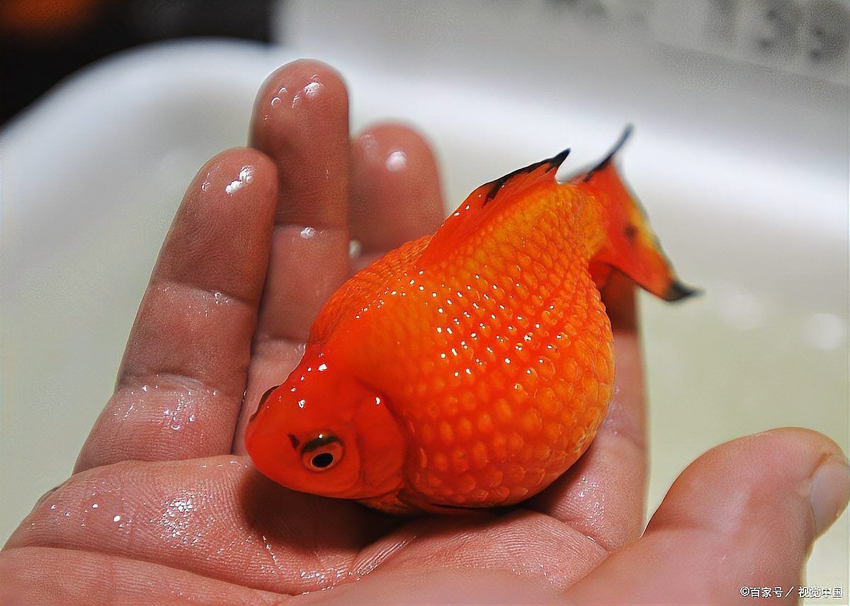 金魚大肚子是懷孕了嗎 金魚大肚子是懷孕了嗎 龍魚百科 第17張
