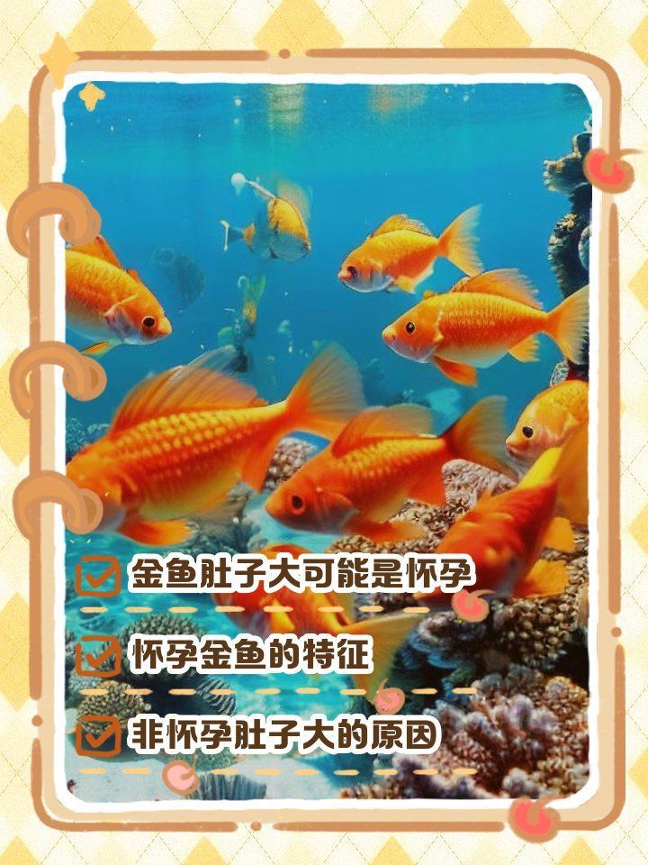 金魚大肚子是懷孕了嗎 金魚大肚子是懷孕了嗎 龍魚百科 第21張