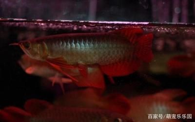 龍魚(yú)什么意思（龍魚(yú)在風(fēng)水中的具體作用）