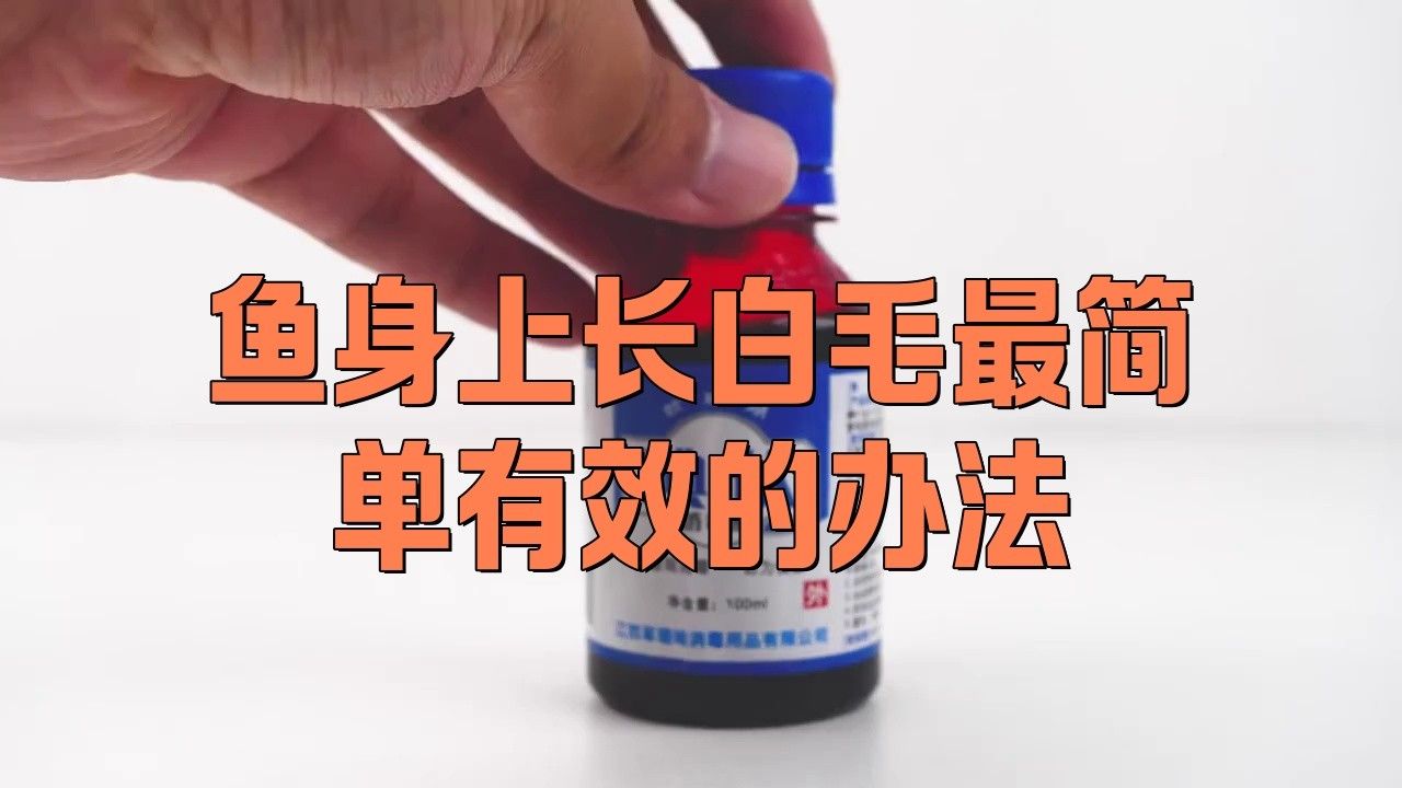 銀龍魚得了水霉病應該如何治療？ 銀龍魚得了水霉病應該如何治療？ 龍魚百科 第7張