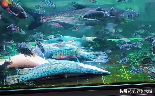 鱷雀鱔和龍魚混養