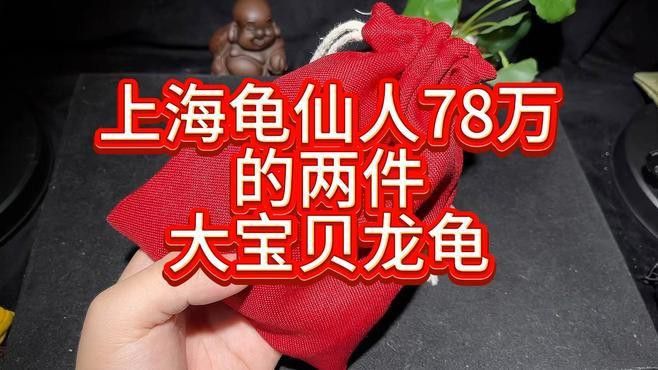 龍龜有哪些收藏價(jià)值？ 龍龜有哪些收藏價(jià)值？ 龍魚百科 第6張