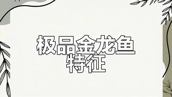如何區(qū)分古典金龍魚品種？ 如何區(qū)分古典金龍魚品種？ 龍魚百科 第1張