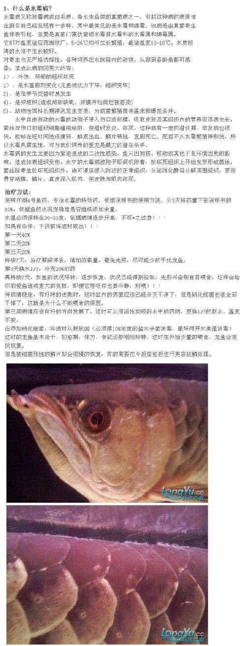 龍魚身上有白色絮狀物用什么藥最好呢圖片