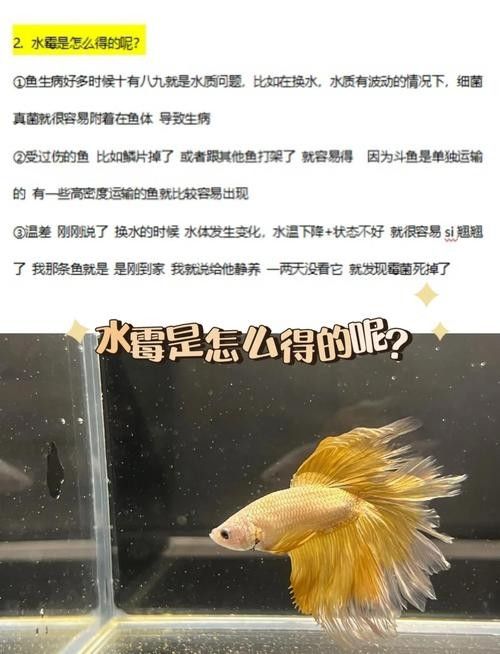 龍魚身上有白色絮狀物用什么藥最好呢圖片