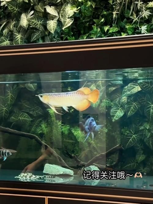 龍魚身上有白色絮狀物用什么藥最好呢圖片