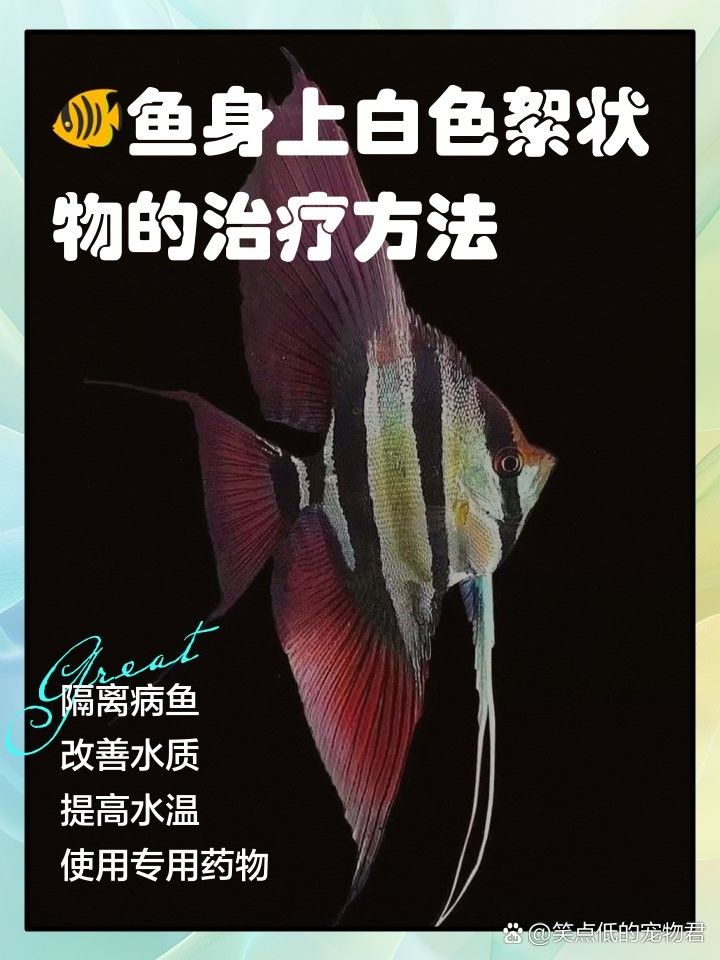 龍魚身上有白色絮狀物用什么藥最好呢圖片