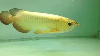 紅尾金龍魚能長多大，