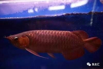 紅色龍魚的價格是多少錢一條（紅色龍魚價格多少錢一條）