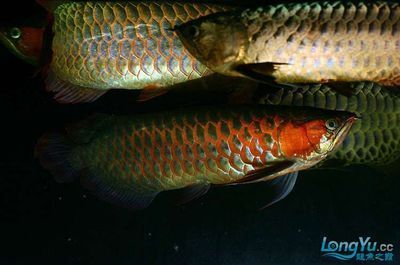 紅龍魚金龍魚銀龍魚混養（銀龍魚可以與其他龍魚混養嗎？）