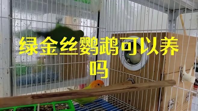 金絲牡丹鸚鵡可以養嗎