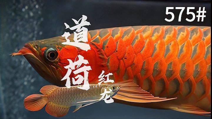 道荷紅龍的市場價格波動大嗎？
