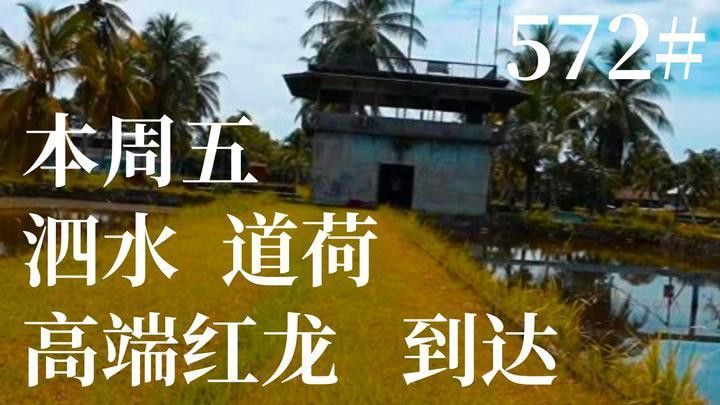 道荷紅龍的市場價格波動大嗎？