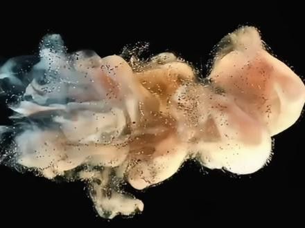 道荷紅龍的市場價格波動大嗎？