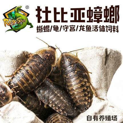 龍魚吃什么發色比較快，龍魚發色速度受多種因素影響龍魚發色速度受多種因素影響