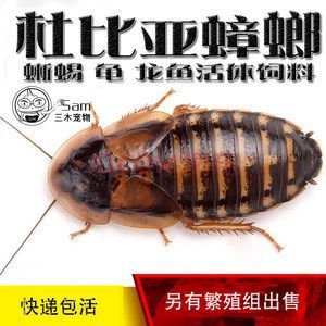 龍魚吃什么發色比較快，龍魚發色速度受多種因素影響龍魚發色速度受多種因素影響