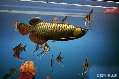 龍魚虎魚混養數量(龍魚和虎魚混養數量需要綜合考慮多個因素,需要綜合考慮多個因素) 龍魚百科 第4張 龍魚虎魚混養數量(龍魚和虎魚混養數量需要綜合考慮多個因素,需要綜合考慮多個因素) 龍魚虎魚混養數量(龍魚和虎魚混養數量需要綜合考慮多個因素,需要綜合考慮多個因素) 龍魚百科 第4張